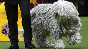 © westminster kennel club 2021. Westminster Kennel Club Dog Show 2019 King The Wire Fox Terrier Wins Best In Show Cbs News