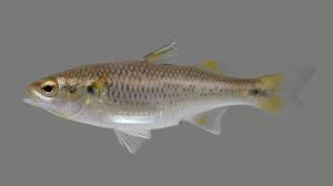 Image result for Elatostema monticola