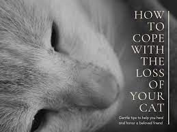 Check spelling or type a new query. When Your Cat Dies Gentle Tips To Heal Your Grieving Heart Pethelpful