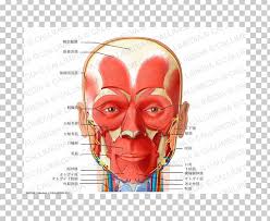 An understanding of this anatomy is essential for assessment and treatment of cervical spine problems. Anterior Triangle Of The Neck Muscle Head And Neck Anatomy Human Body Png Clipart Anatomy Anterior
