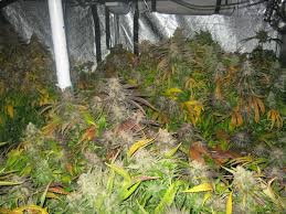 It is operated by the usda natural resources conservation service (nrcs) and provides access to the largest natural resource information system in the world. Anyone Flood Coco Rollitup