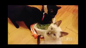 While eating grass may seem unappealing to you, many cats love it and it's not generally harmful to them. Funny Cute Cats Like To Eat Green Grass Cat Eat Grass Vegan Cats My Cat Eating Grass Youtube