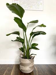 Ideal plants for covered terrariums are mosses, ferns, and fern allies, recommends hill. Tall Indoor Plants 7 Best Large Houseplants To Grow In Your Home My Tasteful Space