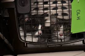 We offer rescue, spay and neuter and adoption services for. Lynnwood Paws Shelter Welcomes Van Filled With California Cats And Dogs All Needing A Forever Home Lynnwood Today