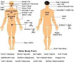 Exactly how did they go about this? Body Parts Of Woman Name English Vocabulary Parts Of The Body Esl Buzz You Will Need To Learn The Names Of The Internal Inside The Skin And External Body