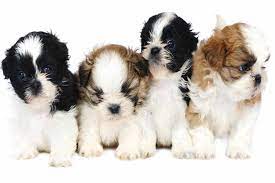 Well socialized with children, friendly and energetic! Shih Tzu Puppy How To Be Prepared For Your New Puppy