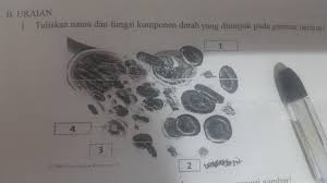 Plasma adalah komponen darah dengan konsistensi cair. Tuliskan Nama Dan Fungsi Komponen Darah Yang Ditunjuk Pada Gambar Berikut Brainly Co Id