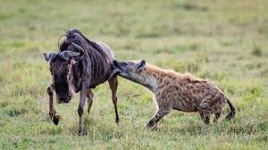 Digital Safari: How Waffles lost the Hyena matriarchy - CGTN