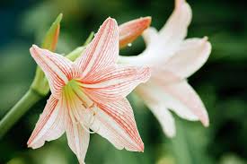 Image result for Hippeastrum sp. cultivars