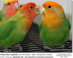 Pin On Birds