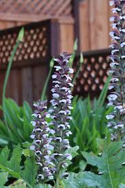 Tall shade perennial zone 5. Shade Loving Flowering Plants For A Woodland Garden Dengarden