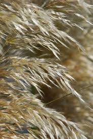A feathery tuft or fringe of hair, as on the legs or tail of some dogs. Feather Like Plant 2 Free Stock Photos Rgbstock Free Stock Images Saavem October 01 2011 18