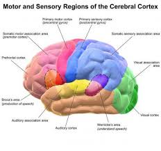 The Brain Broca S And Wernicke S Areas And The Circle Of Willis Wernicke S Area Cerebral Cortex Circle Of Willis