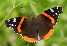 Articulos Informativos Curiosidades Curiosfera Com Nombres De Mariposas Fotos De Mariposas Especies De Mariposas