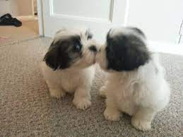 Lhasa Apso Puppies For Sale Leeds West Yorkshire Pets4homes Lhasa Apso Puppies Lhasa Apso Puppies
