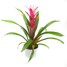 Guzmania Deborah