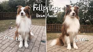 4 girls and 6 boys in the litter. Fellpflege Bei Langhaarhunden Australian Shepherd Das Solltest Du Wissen Youtube