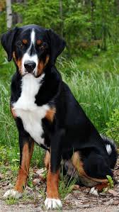 Appenzeller Sennenhund Lively High Spirited And Athletic