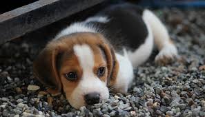 We have a total of 12 beagle puppies available, with 8 males and 4 females. Beagle Price How Much Is This Popular Breed My Dog S Name