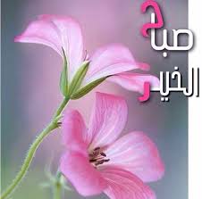 Desert Rose Good Morning Good Morning Flowers Morning Greeting Good Morning
