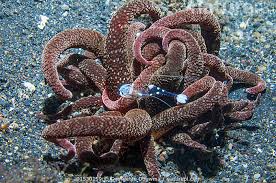 Image result for Aneilema nicholsonii