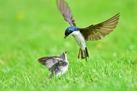 Brighten Your Day With Some Sweet Baby Bird Pics Bird Pictures Bird Baby Bird