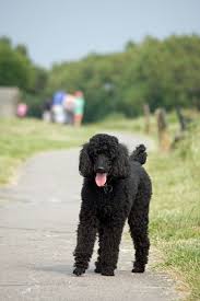 Black standard poodle standard poodles poodle hair poodle grooming dog grooming poodle cuts puppy cut tea cup poodle purebred dogs. Free Photos Black Standard Poodle Dog Search Download Needpix Com