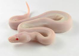 We did not find results for: Ball Python Morph Galleryballpythonmorphgallery Com