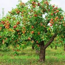 We did not find results for: Best Time To Prune Trees Texas Tree Team Houston Tree Service Consulting Arborists