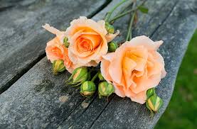 Find the greates flower wallpapers on pexels which are free to download and use as background images on your mac computer, macbook and windows computer. Three Pink Roses Flowers Orange Green Background Gentle Widescreen Hd Wallpaper Wallpaperbetter
