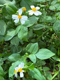 Image result for Bidens setigera