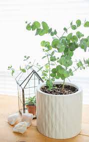 How To Care For Eucalyptus Plants In 2020 Plants Plant Benefits Plant Care