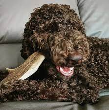 4DOGS Fallow Deer Antlers Dog Chew Size XL www.megastore.com.mt