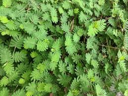 Image result for Smithia