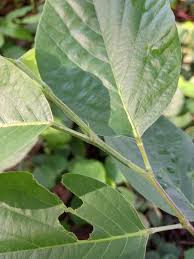 Image result for Pleurolobus