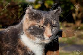 In wrestling, for instance, trauma can result from opponents' heads rubbing or hitting one another during matches or from contact with the wrestling mat. A Cat With The Disfigured Ear Condition Aural Haematoma Cauliflower Stock Photo Picture And Royalty Free Image Image 18477814