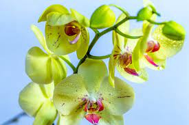 Je ne sais pas si je vous l'ai déjà dit, mais j'adore les orchidées, c'est un peu ma fleur préférée. Arrosage Orchidee Comment Bien Arroser Une Orchidee Phalaenopsis