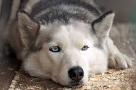 All About The Husky Dog Cost Pricing Breeders And More Download all photos and use them even for commercial projects. husky dog cost pricing breeders