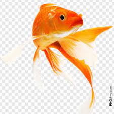 Pin By Png Drive On Gold Fish Png Golden Fish Fish Poster Artwork
