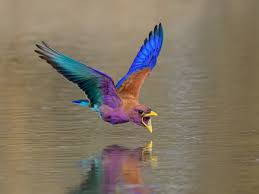 Image result for Acacia rovumae