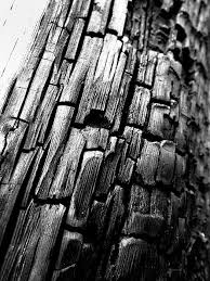 Black And White Nature Artwork Black And White Photography Art For Sale Nature Photography Home Decor Wall Art Texture Photography Nature Photography Nature Pictures