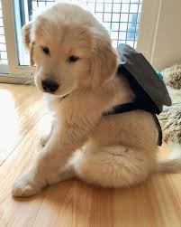 We are usually outside with the dogs so, if there is no answer, please leave a message so that we can call you back!! Golden Retriever Puppies For Sale Memphis Tn 316439