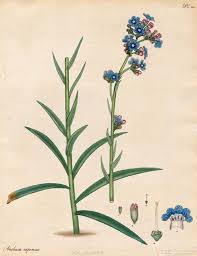 Image result for Anchusa
