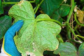 Image result for thrips damage on cucumber