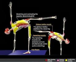 Ardha Chandrasana Half Moon Pose Anatomy Yoga Muscles Yoga Anatomy Yoga