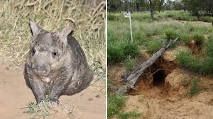 Image result for Southern hairy-nosed wombat