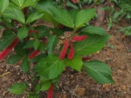 Image result for Keetia hispida