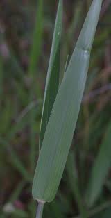 Image result for Urochloa arrecta