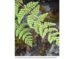 Image result for Woodsiaceae