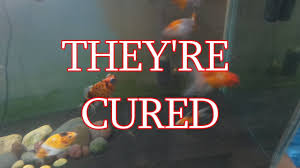 How To Cure Swim Bladder Disease Youtube